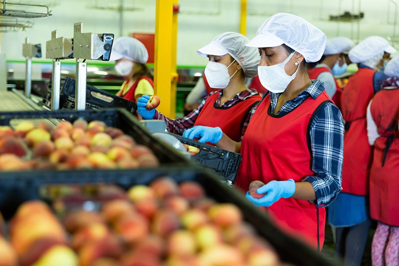 Food Processing PPE and Masks